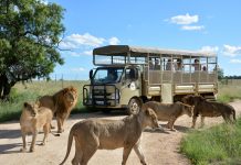 A Wild Family Adventure Awaits at Lion & Safari Park These School Holidays