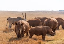 Rhino Myths Busted: What You Really Need to Know This World Rhino Day