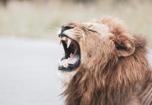 This Is What Lions Are Really Saying When They Roar