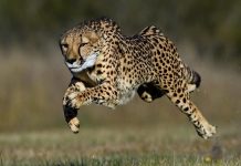 Why Cheetahs Have Tear Marks and Nine Other Mind-Blowing Facts This International Cheetah Day