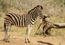 The Lion & Safari Park Unpacks The Crucial Role Zebras Play in Protecting Biodiversity This World Zebra Day