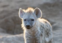 Lion & Safari Park Busts Hyena Myths This International Hyena Day