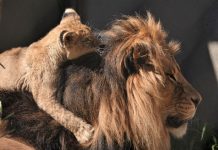 What the Animal Kingdom Can Teach Us About Fatherhood