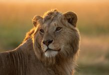 National Geographic Unveils Epic Trailer To New Four-Part Series ‘LION’