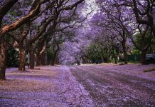 Time Out Pretoria Launches to Celebrate the Best of South Africa’s Capital